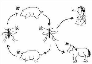 流行性乙型脑炎
