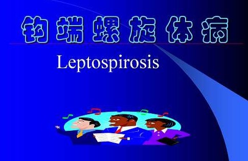 钩端螺旋体病